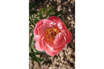 CORAL CHARM